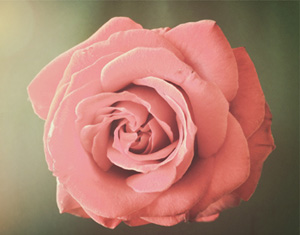 MP Rose Society