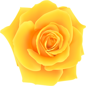 MP Rose Society