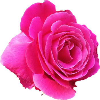 MP Rose Society