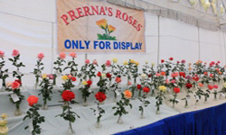 MPRS :: Rose Show