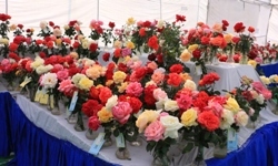 MPRS :: Rose Show